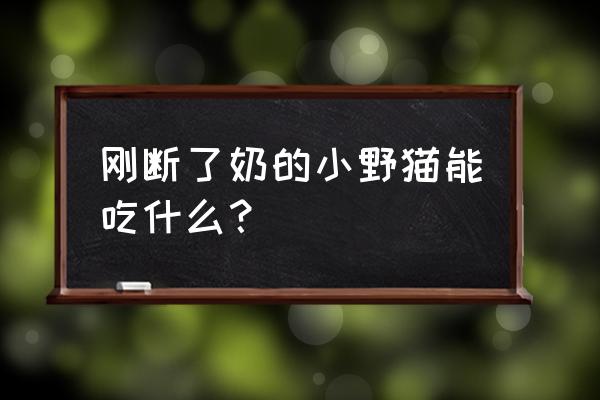 刚刚断奶的猫吃什么好 刚断了奶的小野猫能吃什么？