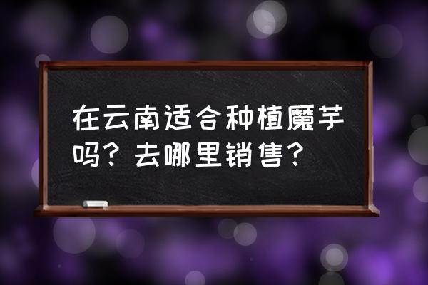 丘北有魔芋加工厂吗 在云南适合种植魔芋吗？去哪里销售？