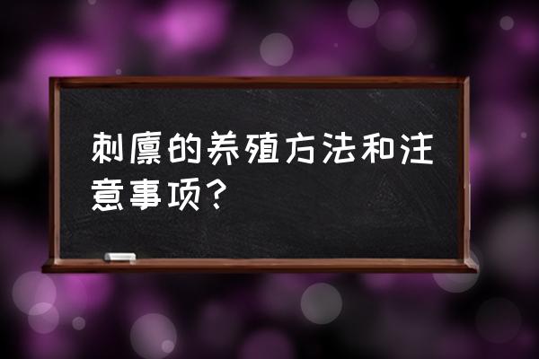 宠物刺猬需要洗澡吗 刺猬的养殖方法和注意事项？