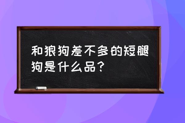 长得像狼狗的狗叫什么 和狼狗差不多的短腿狗是什么品？