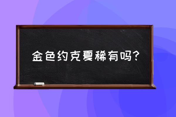 约克夏什么颜色好看 金色约克夏稀有吗？