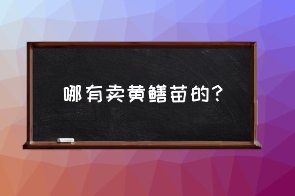 仙桃养殖黄鳝批发市场有哪些 哪有卖黄鳝苗的？