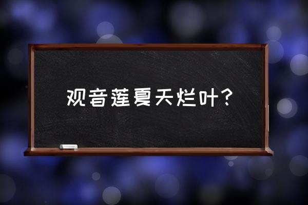 多肉观音莲烂叶子怎么回事 观音莲夏天烂叶？