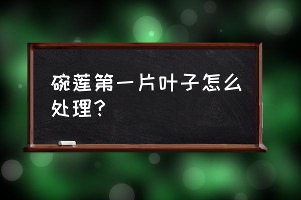 碗莲的叶子掐掉了还能张吗 碗莲第一片叶子怎么处理？