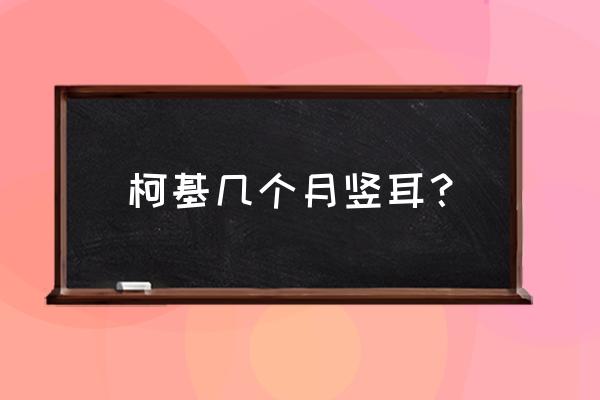 柯基会永远不立耳吗 柯基几个月竖耳？