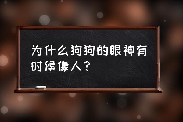 狗为啥像主人 为什么狗狗的眼神有时候像人？