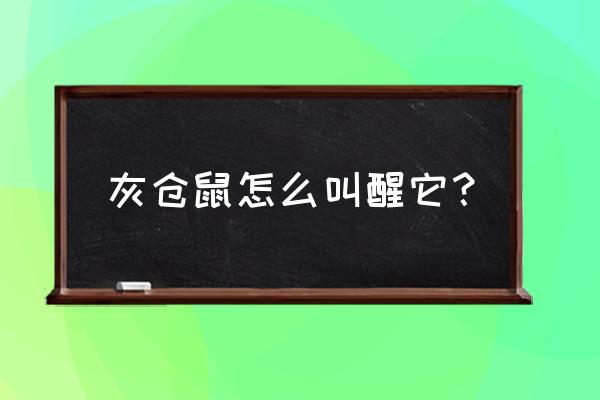 用什么手势叫仓鼠过来 灰仓鼠怎么叫醒它？