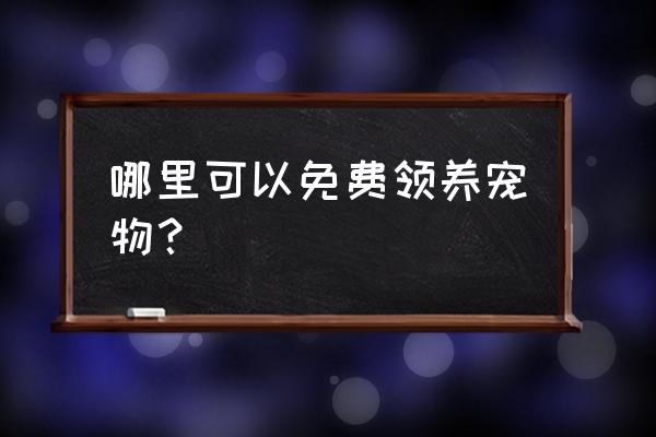 哈尔滨怎么领养宠物 哪里可以免费领养宠物？