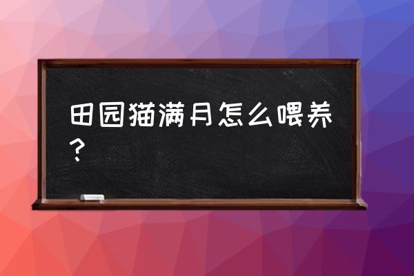 田园幼猫怎么养 田园猫满月怎么喂养？