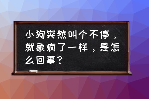 怎么判断狗认为你是老大 小狗突然叫个不停，就象疯了一样，是怎么回事？