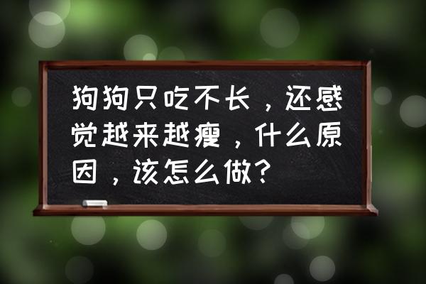 狗狗特别瘦是怎样的 狗狗只吃不长，还感觉越来越瘦，什么原因，该怎么做？