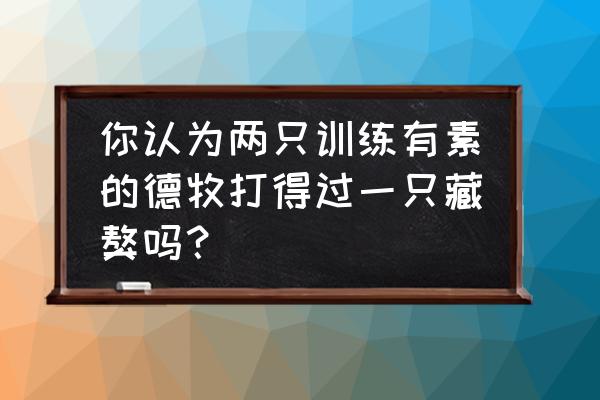 民间斗狗输了的狗怎么处理 你认为两只训练有素的德牧打得过一只藏獒吗？