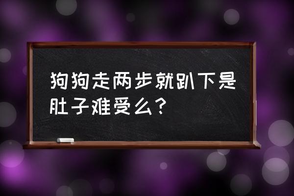 训练泰迪趴下的方法 狗狗走两步就趴下是肚子难受么？