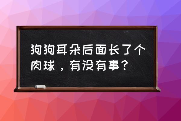 萨摩耶五个月大一直脱毛怎么办 狗狗耳朵后面长了个肉球，有没有事？