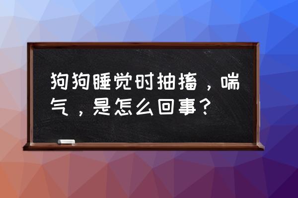 狗狗睡觉时呼吸急促怎么回事 狗狗睡觉时抽搐，喘气，是怎么回事？