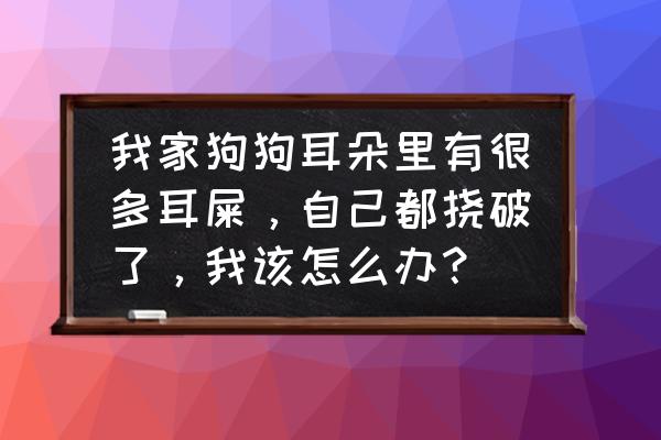 狗狗外耳的耳屎怎么清洁 我家狗狗耳朵里有很多耳屎，自己都挠破了，我该怎么办？