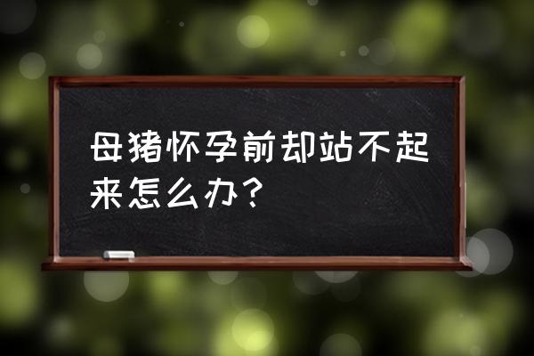 孕妇产前运动正确方法 母猪怀孕前却站不起来怎么办？