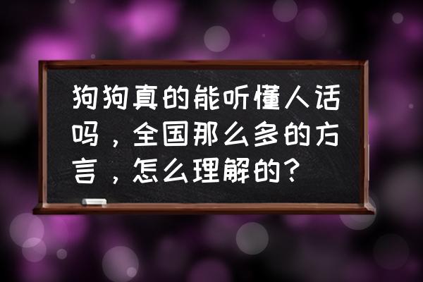 孩子的语言你能读懂吗 狗狗真的能听懂人话吗，全国那么多的方言，怎么理解的？