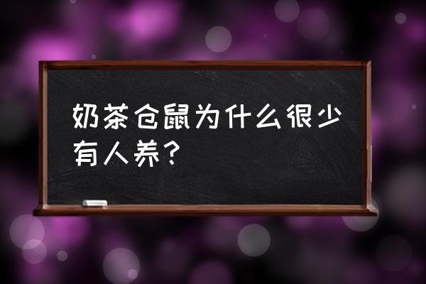 最不建议养的仓鼠 奶茶仓鼠为什么很少有人养？