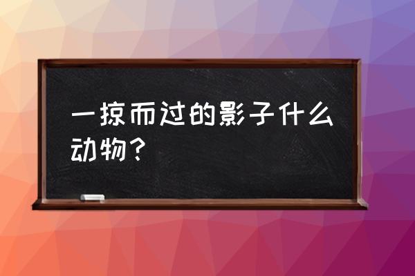 影子可以摆出什么动物 一掠而过的影子什么动物？