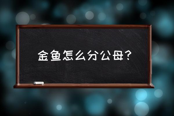 热带鱼如何分雄鱼还是雌鱼 金鱼怎么分公母？