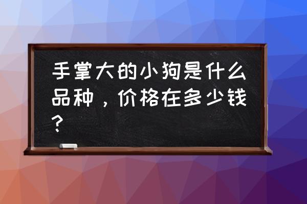 800与8000德牧的区别 手掌大的小狗是什么品种，价格在多少钱？