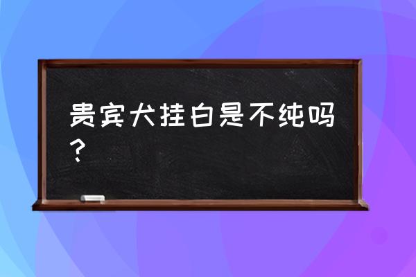 北京犬要修剪呈什么型 贵宾犬挂白是不纯吗？