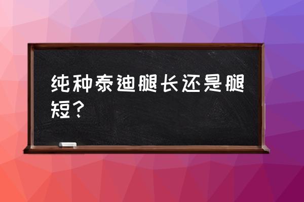 柯基犬毛有几种颜色的纯正 纯种泰迪腿长还是腿短？