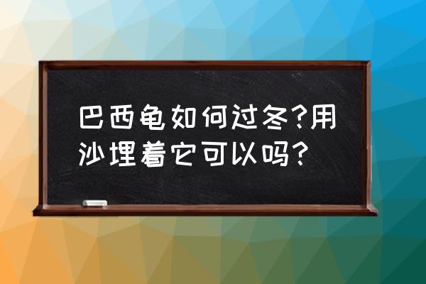 巴西龟冬眠可不可以不用细沙用土 巴西龟如何过冬?用沙埋着它可以吗？