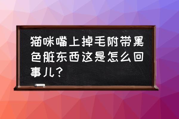 猫咪鼻子上猫癣怎么治 猫咪嘴上掉毛附带黑色脏东西这是怎么回事儿？