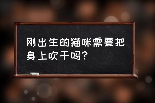 怎么给刚出生的小猫咪保暖 刚出生的猫咪需要把身上吹干吗？