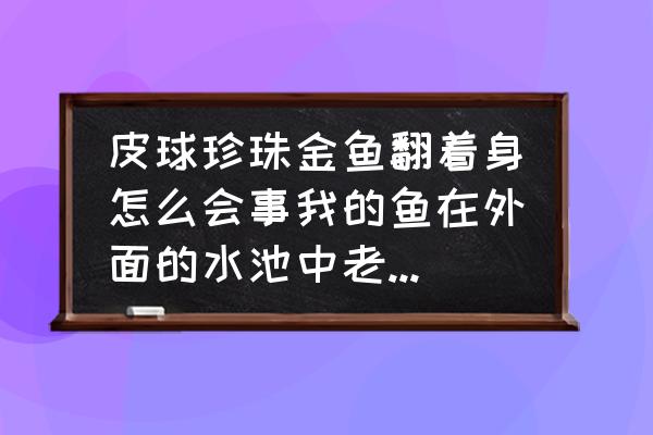 鱼翻肚但是没死怎样救活 皮球珍珠金鱼翻着身怎么会事我的鱼在外面的水池中老是不动。躺着。求解答？