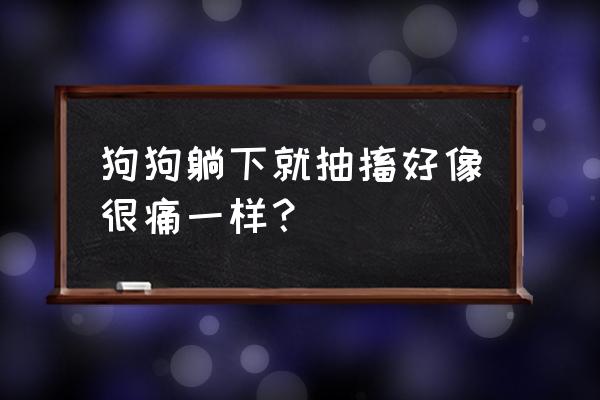 狗狗睡觉老是抽搐是什么原因 狗狗躺下就抽搐好像很痛一样？