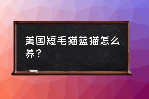 新手怎么养美国短毛猫 美国短毛猫蓝猫怎么养？