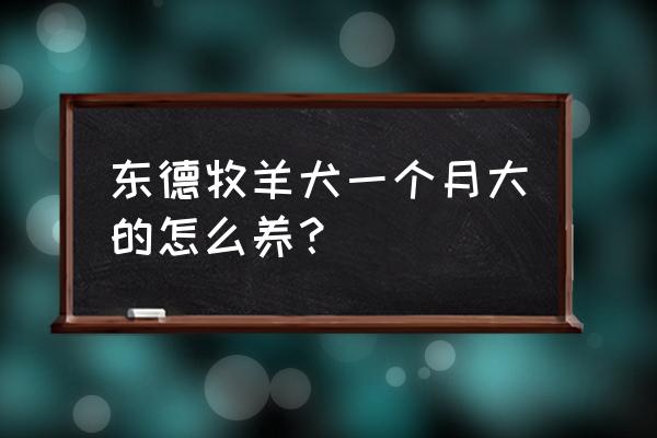 牧羊犬四个月喂什么比较好 东德牧羊犬一个月大的怎么养？