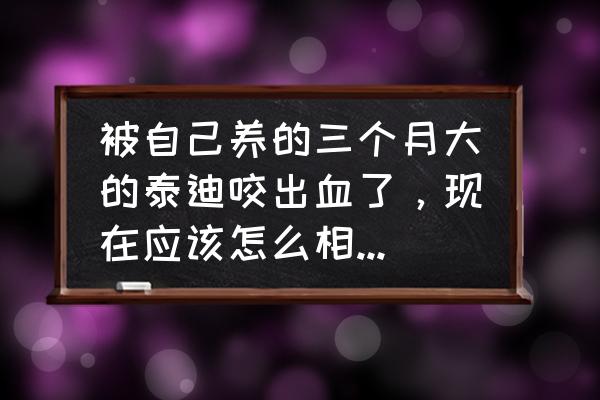 泰迪被狗咬了几天能好 被自己养的三个月大的泰迪咬出血了，现在应该怎么相处？应该怎么教育它？