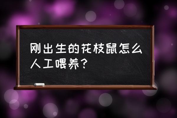 刚出生幼犬人工喂养的正确方法 刚出生的花枝鼠怎么人工喂养？