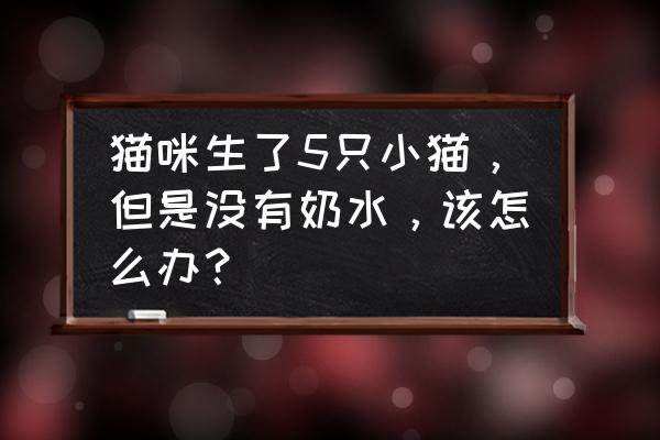 母猫的奶水怎么挤出来 猫咪生了5只小猫，但是没有奶水，该怎么办？