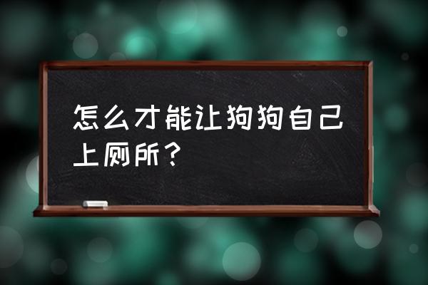 怎么训练狗狗迅速排便 怎么才能让狗狗自己上厕所？