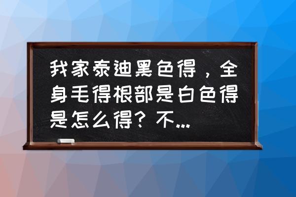 泰迪犬毛发变白后怎样恢复 我家泰迪黑色得，全身毛得根部是白色得是怎么得？不是染色得，肚子上的根部又是黑色，有的说是贵宾和泰迪？