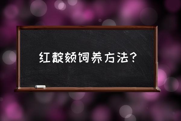 新买的靛颏鸟怎样养呢 红靛颏饲养方法？