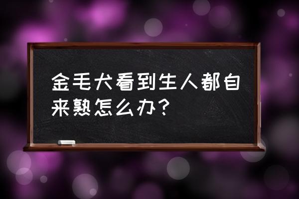 没有太多缺点的宠物怎么办 金毛犬看到生人都自来熟怎么办？