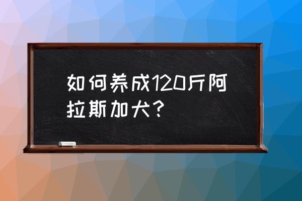 狗催肥最简单方法 如何养成120斤阿拉斯加犬？