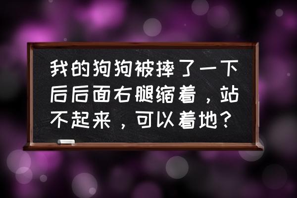 小狗摔了怎么判断骨折 我的狗狗被摔了一下后后面右腿缩着，站不起来，可以着地？