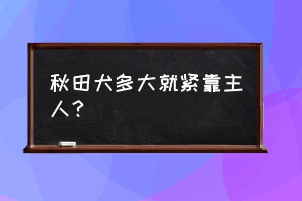 秋田犬五个月怎么才能让它听话 秋田犬多大就紧靠主人？