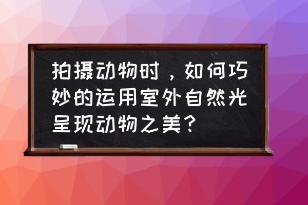 猫咪怎么拍照才能拍到清楚 拍摄动物时，如何巧妙的运用室外自然光呈现动物之美？